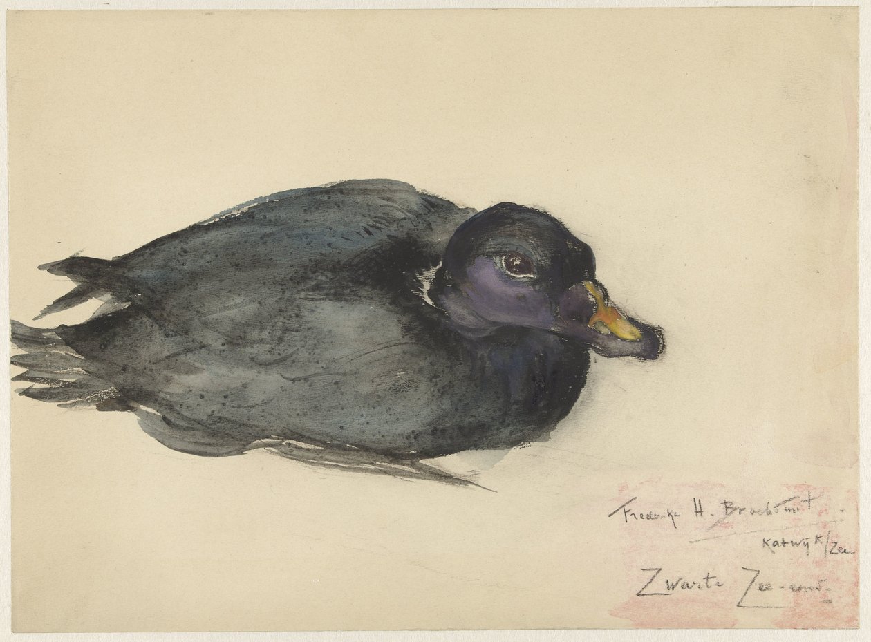 Black Scoter by Frederika Henriëtte Broeksmit