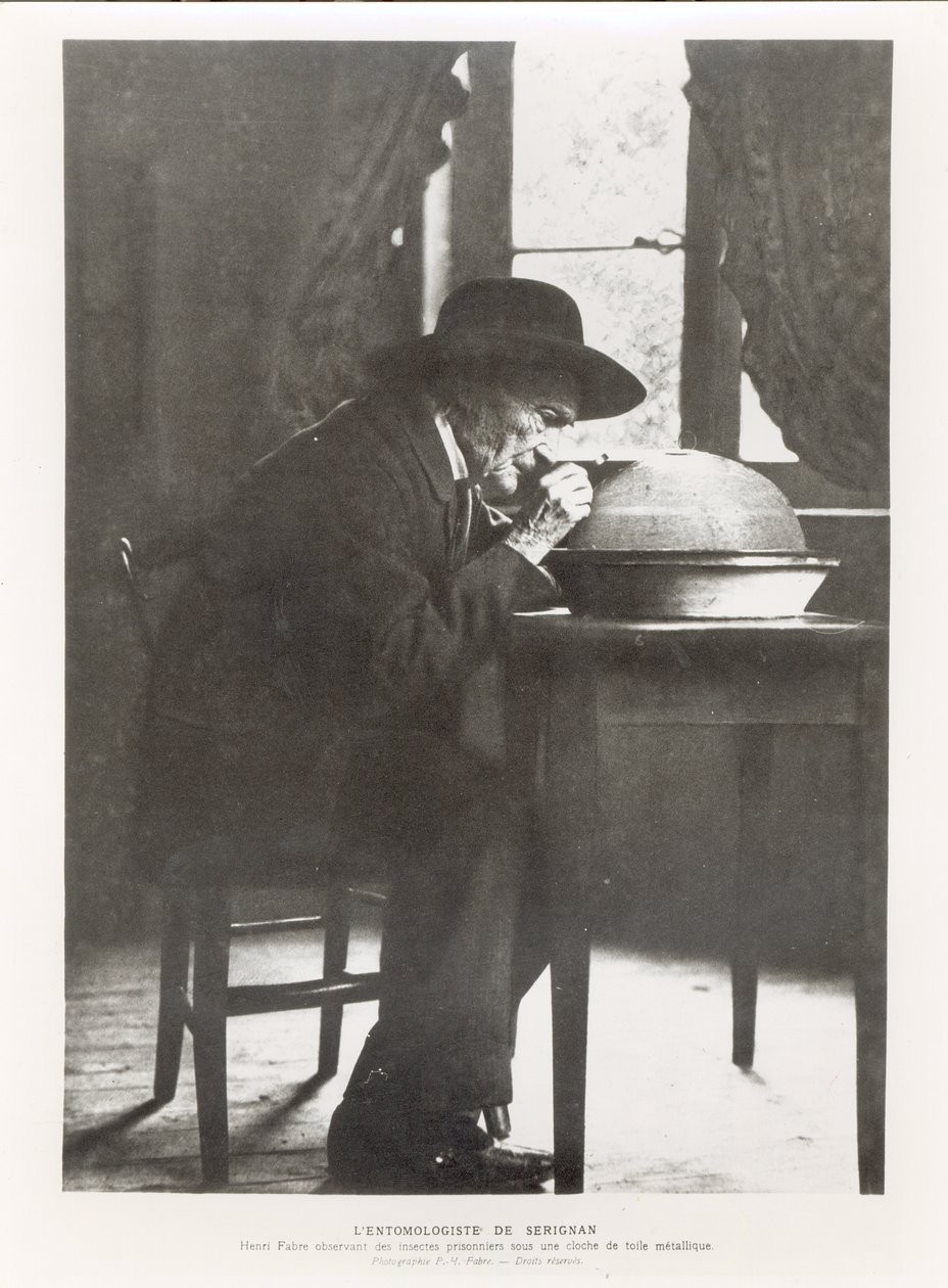 Jean-Henri Fabre observing insects, from Souvenirs Entomologiques ...