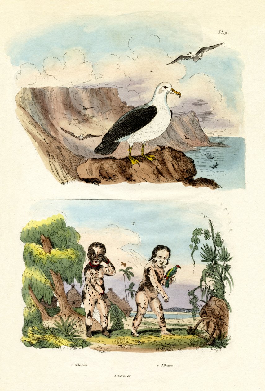 Albatross by French School