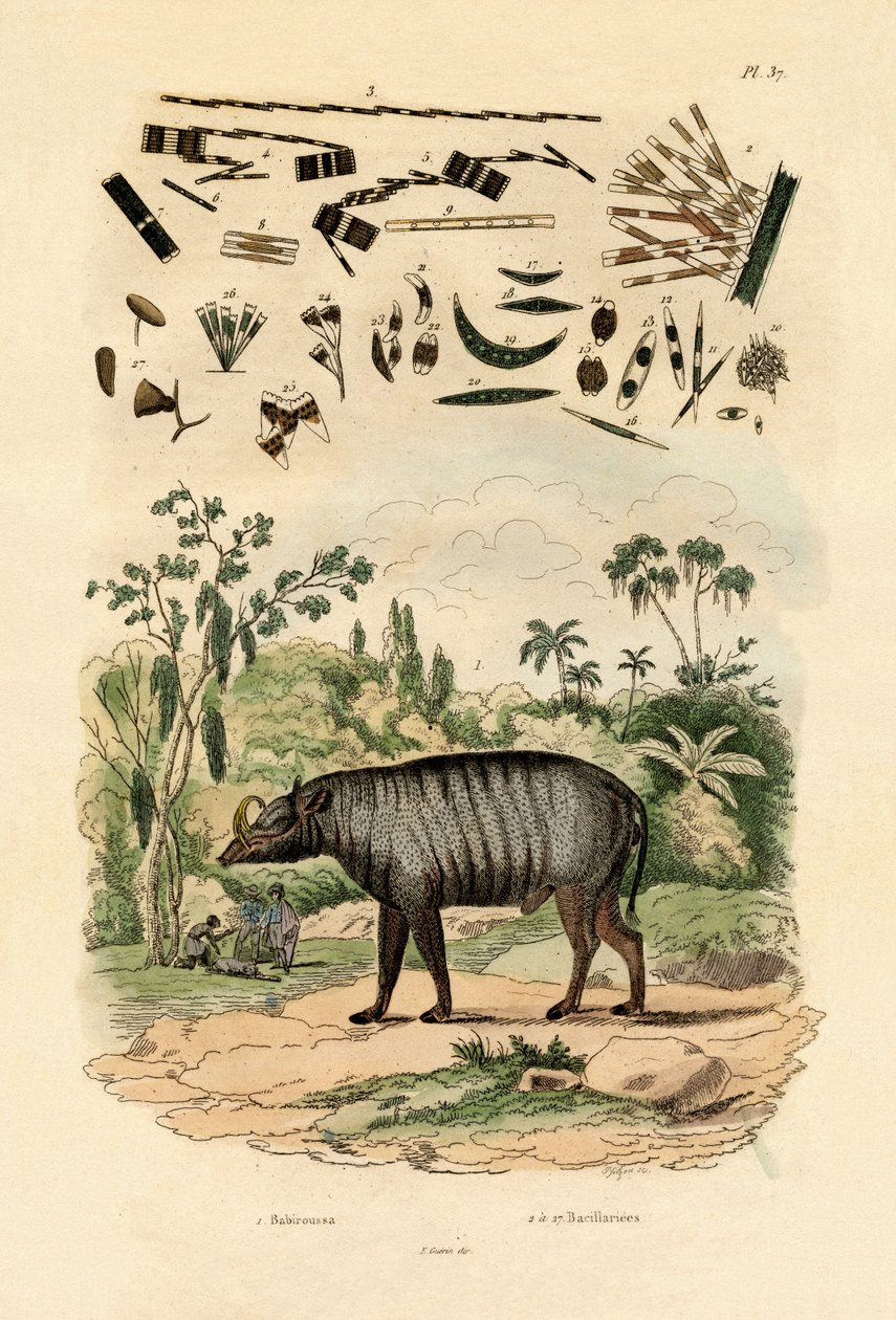 Babirusa, 1833-39 by French School