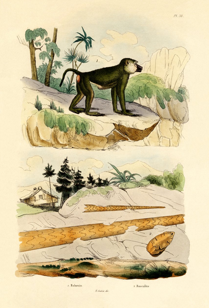 Baboon, 1833-39 by French School