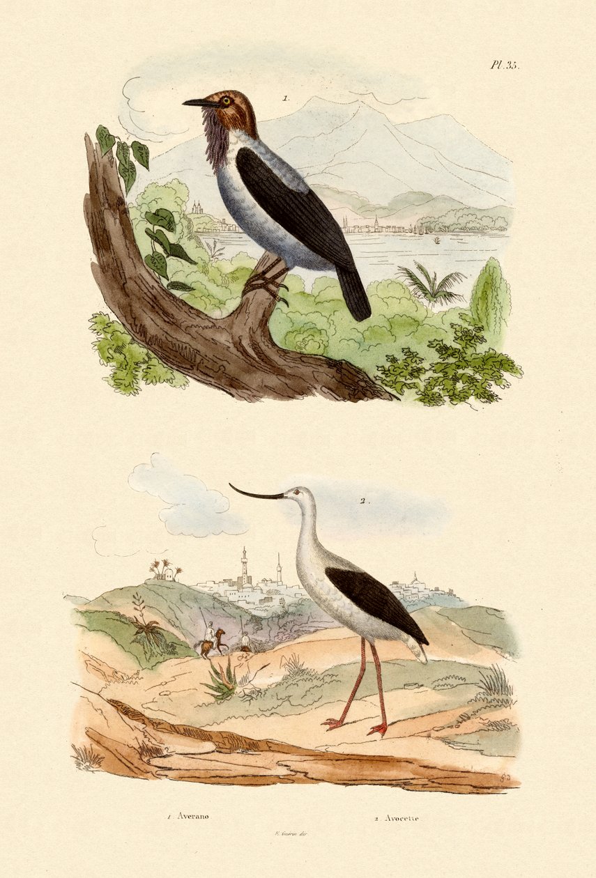 Bearded Bellbird, 1833-39 by French School