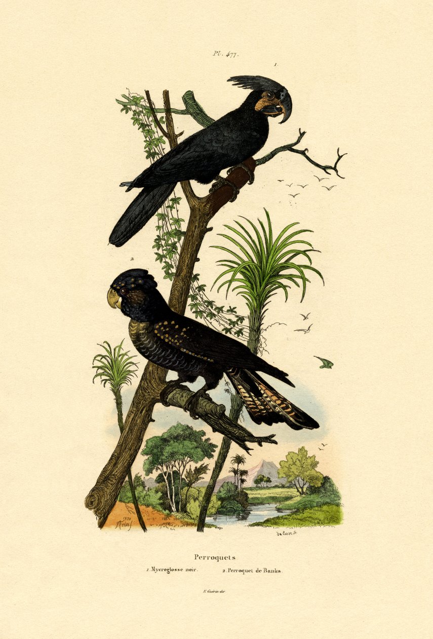 Black Palm Cockatoo by French School