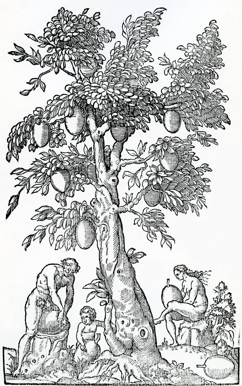 Breadfruit Harvest, from Singularities of France Antarctique, by Andre de Thevet, 1558 by French School