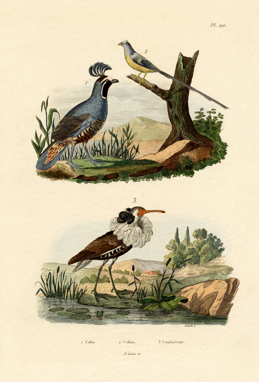California Quail by French School