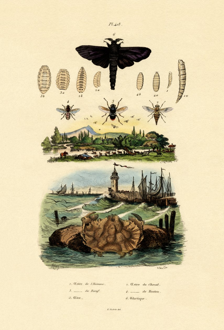 Dark Giant Horsefly by French School