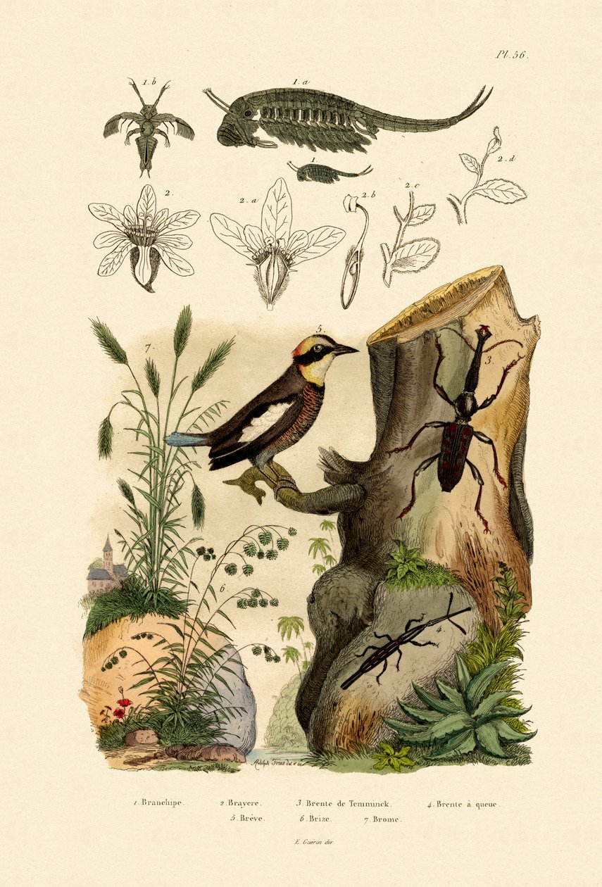 Fairy Shrimp by French School