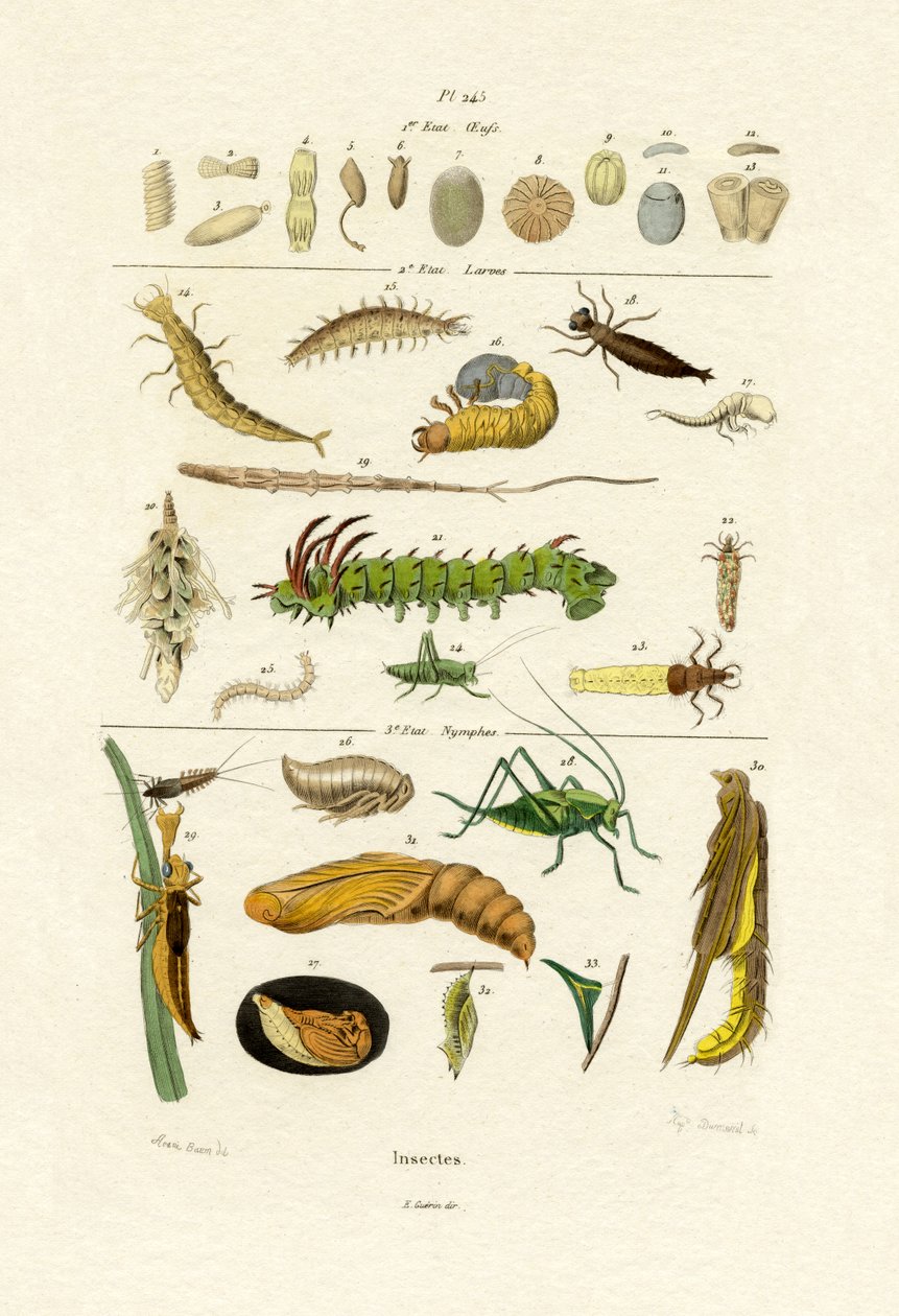 Insects by French School: Highest-quality art reproduction