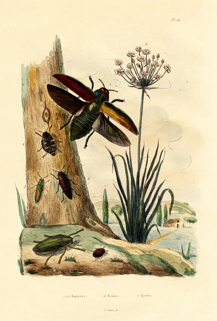 Jewel Beetles by French School
