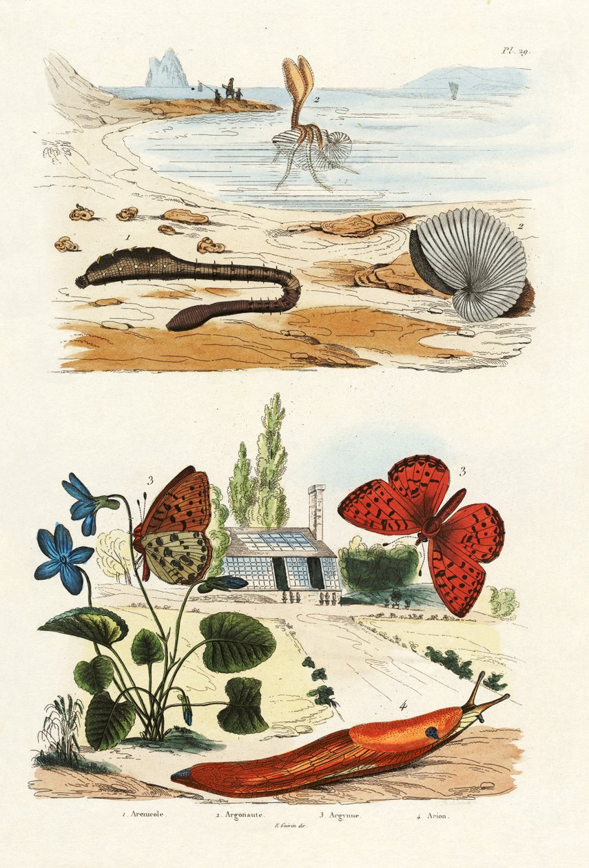 Lungworm, 1833-39 by French School: Premium art reproduction