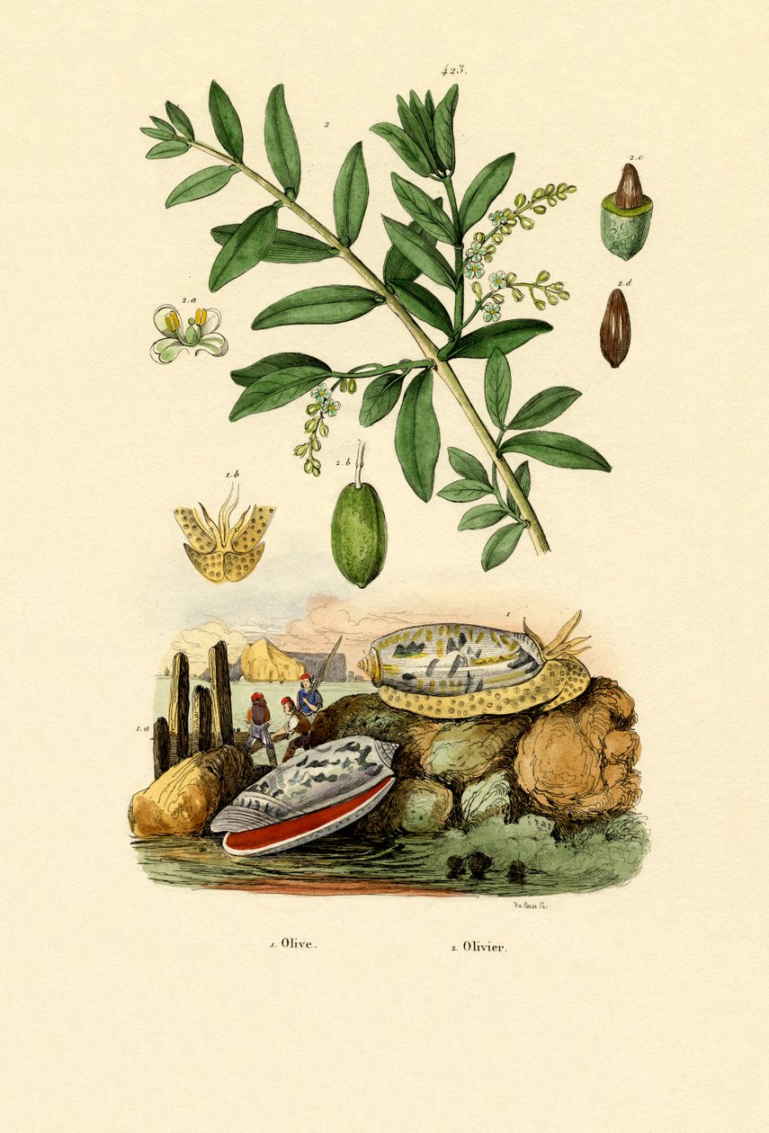 Olive Shell by French School