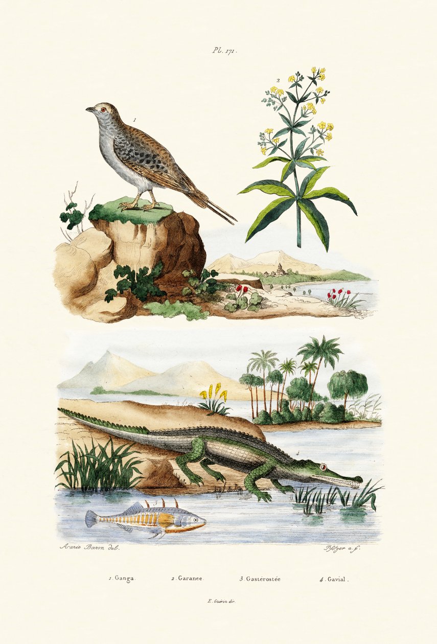 Sandgrouse by French School