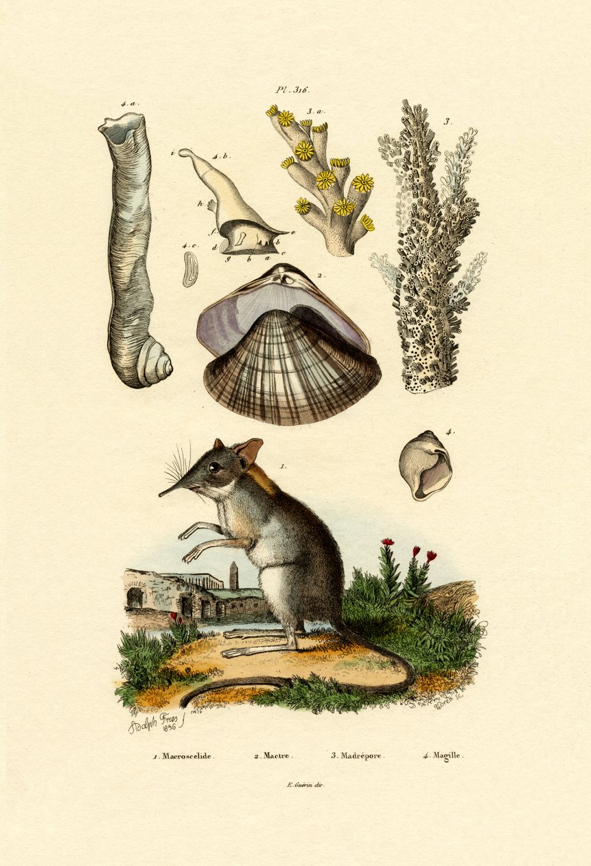 Shrew by French School