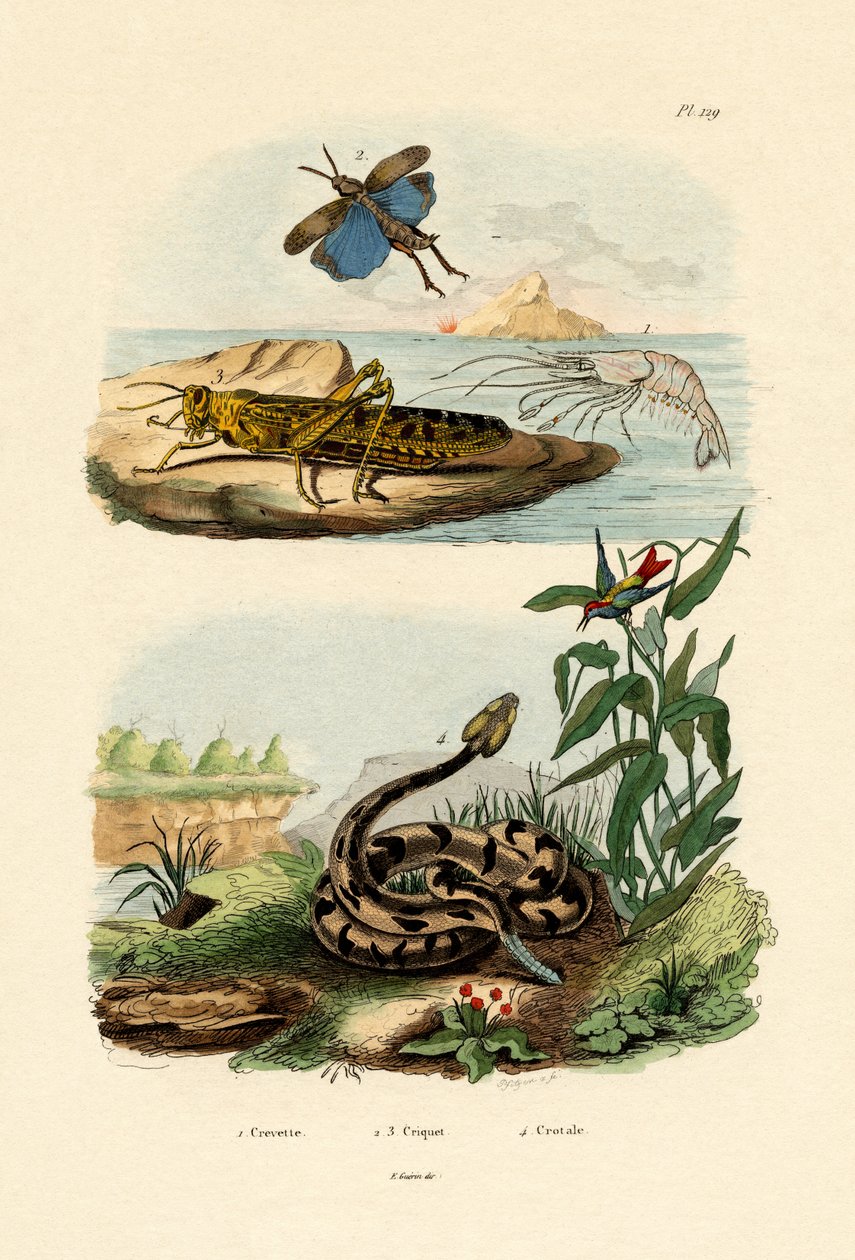 Shrimp by French School