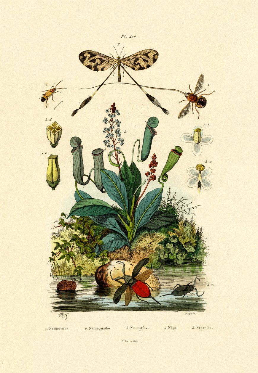 Thread-winged Antlion by French School