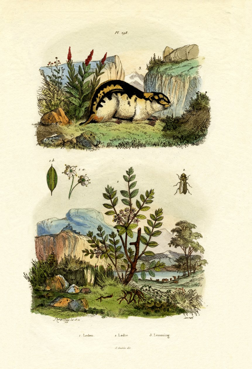 Wild Rosemary by French School