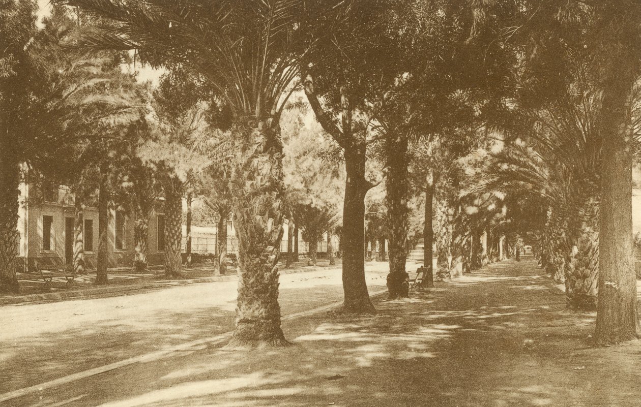 Hyeres, Avenue de la Gare, Allee de Palmiers by French Photographer