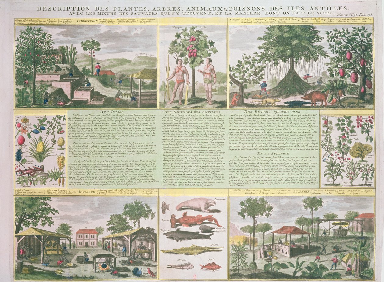A Description of Plants, Trees, Animals and Fish Found in the Antilles by French School