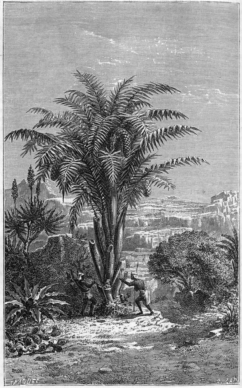 A Gagouier from Guinee is a palm tree of the tribe of the calamees. It is indispensable to life because it gives Africans bread and wine. Engraving in 