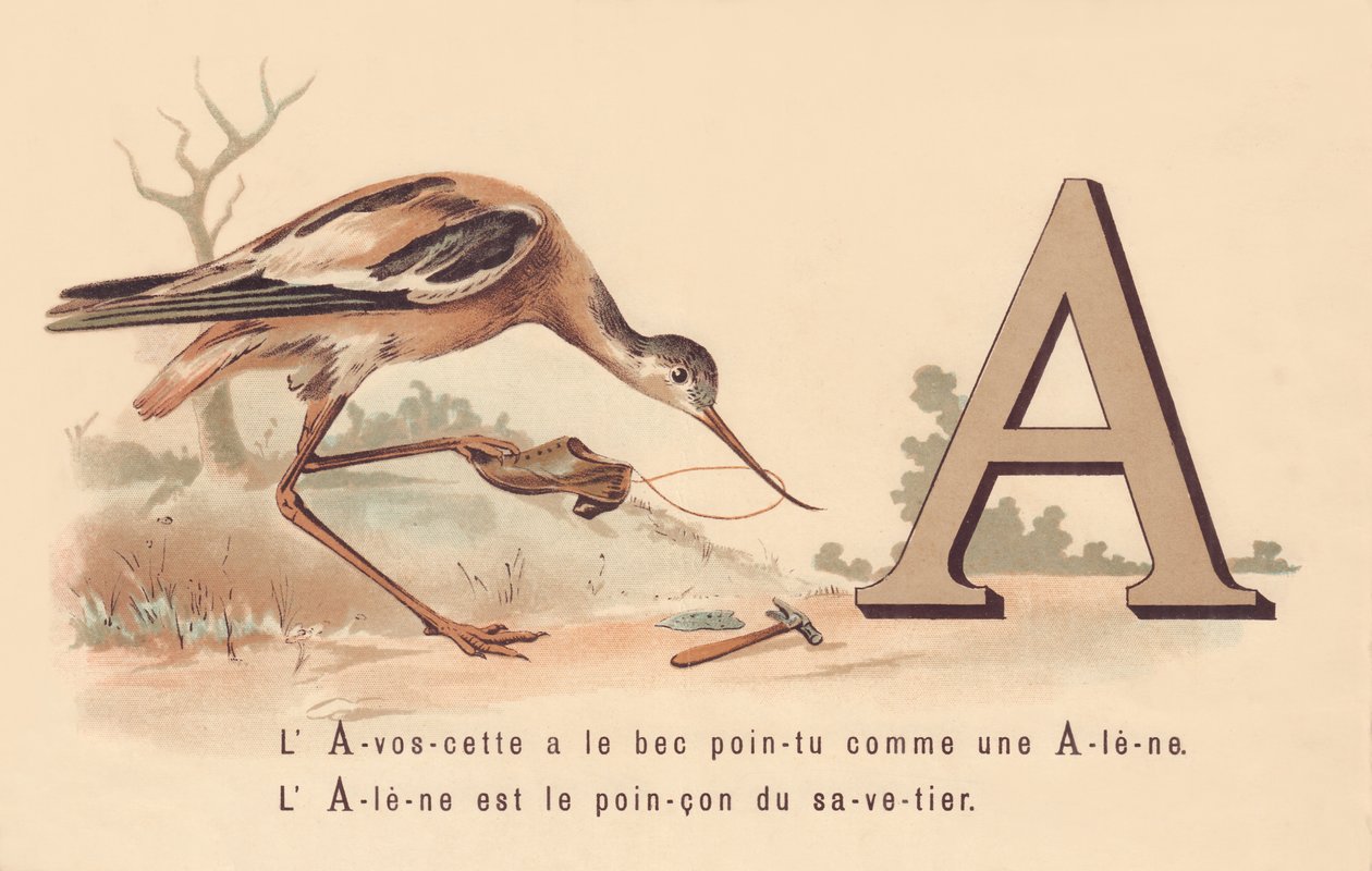 A: The Avocet has the pointed beak like an awl by French School
