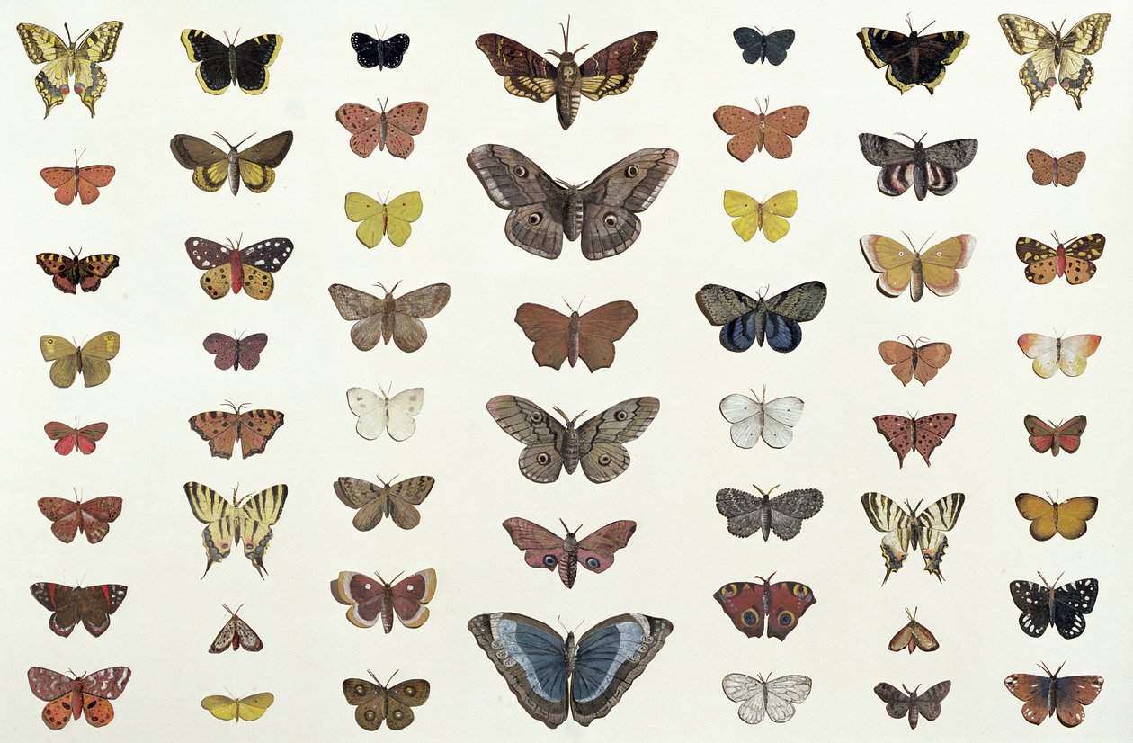A Collage of Butterflies and Moths Including the Camberwell Beauty, the British Swallowtail, the Scarce Swallowtail, the Peacock and the Small Tortoiseshell, c.1830 by French School
