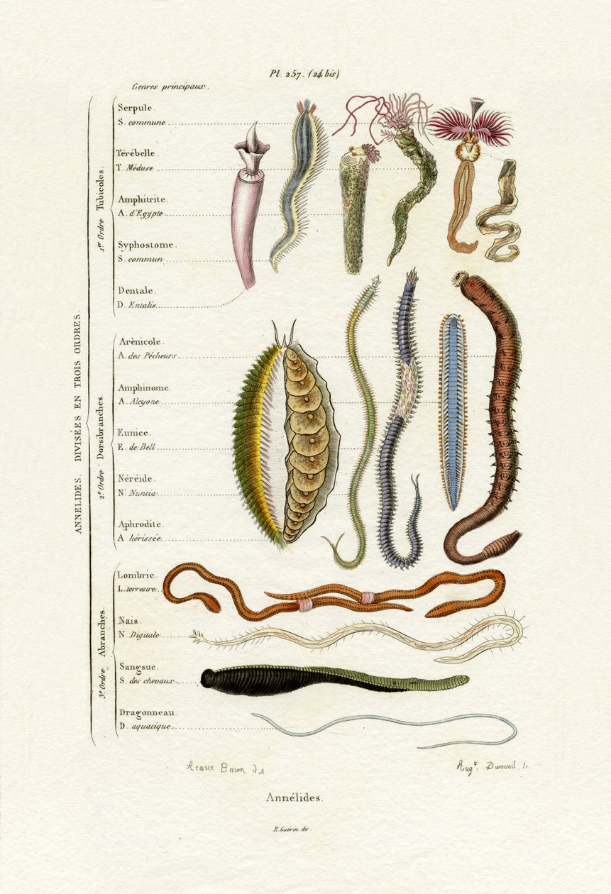 Annelids by French School