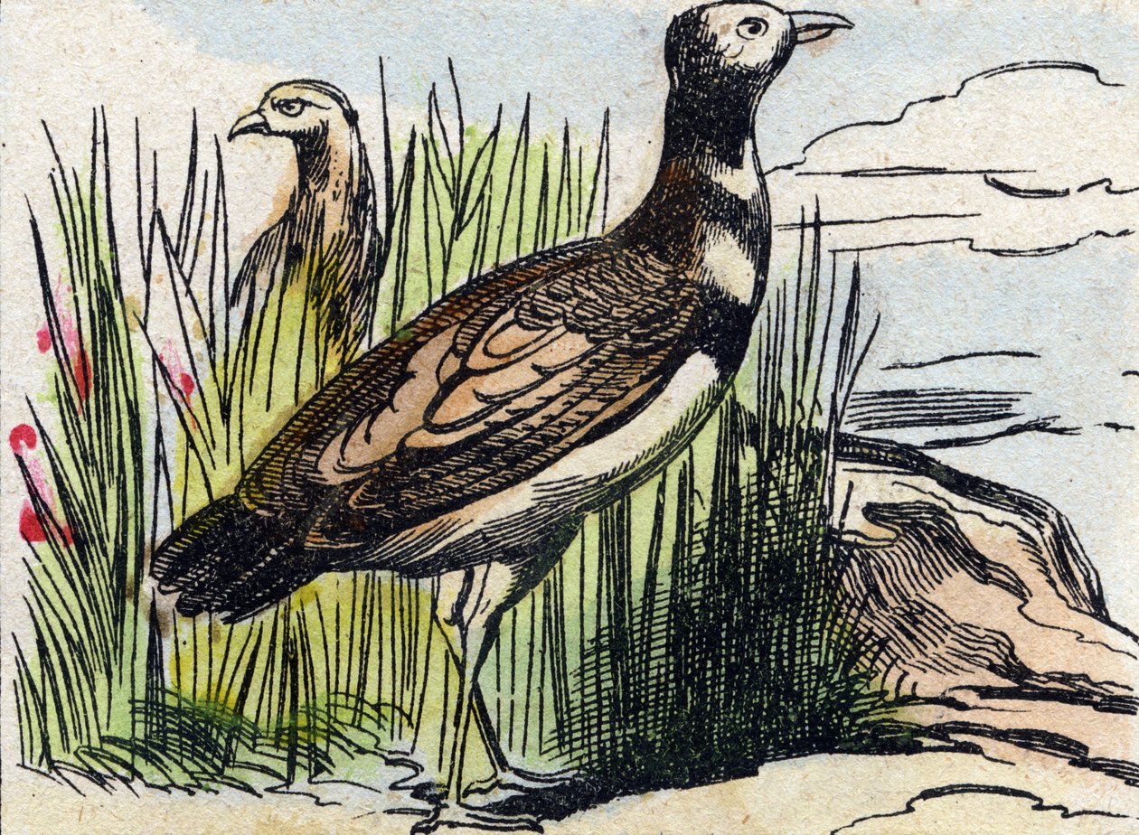 Bustard (Engraving in "Buffon Alphabet des Oiseaux n 1") by French School