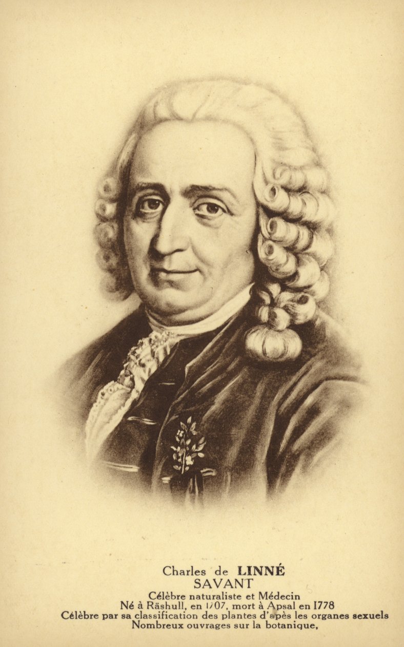 Carl Linnaeus (1707-1778) by French School