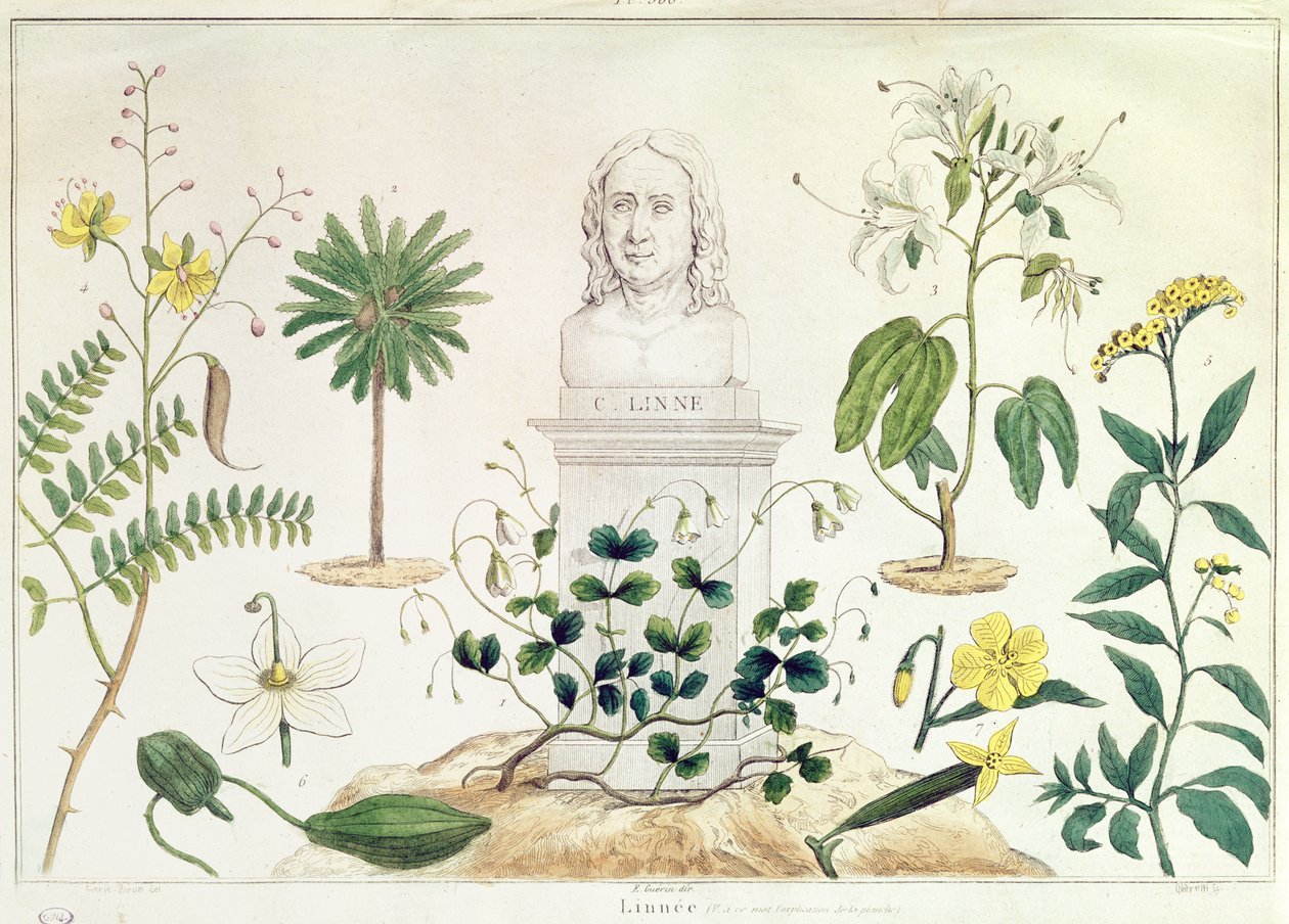 Carolus Linnaeus surrounded by some of the plants he classified by French School