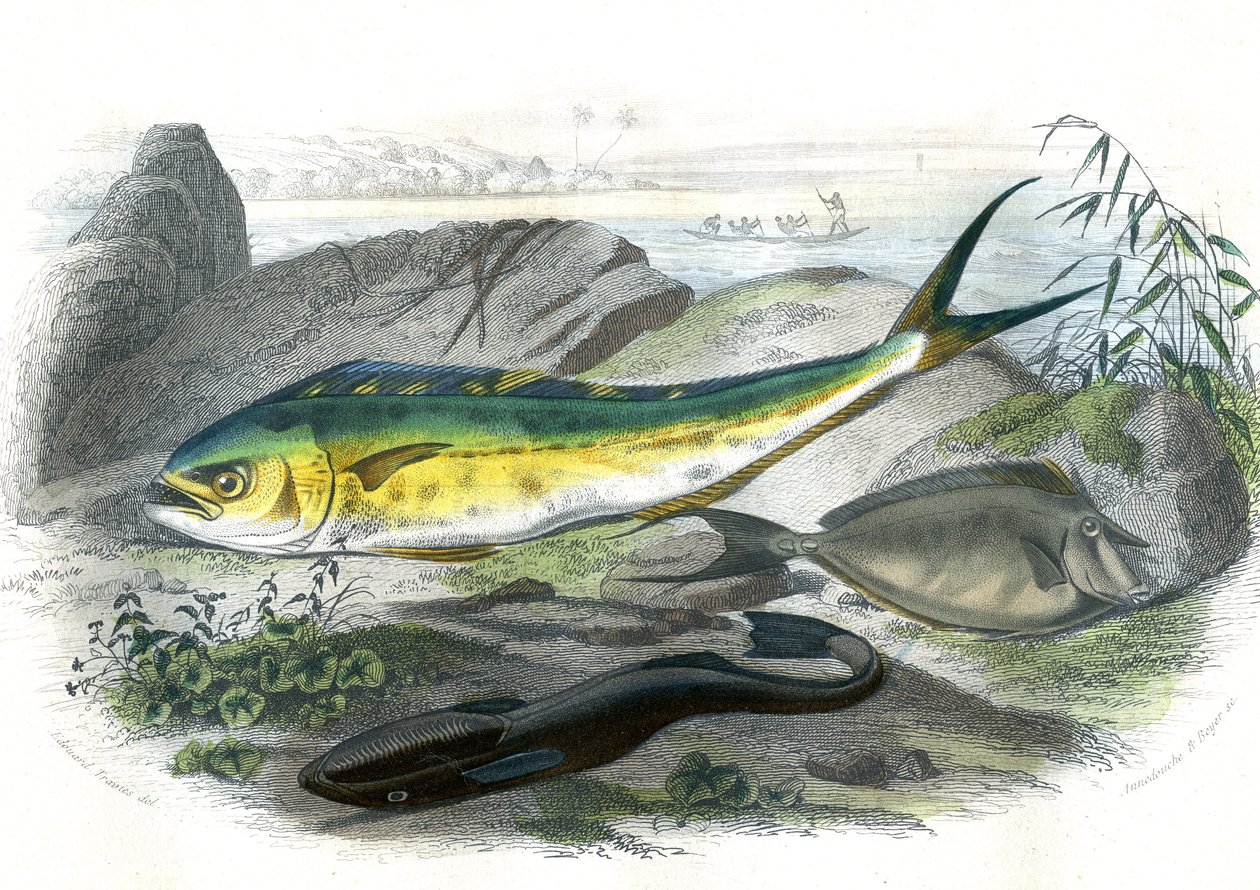 Coryphene Hippurus (coryphene sea bream, chameleon fish) - Plate extracted from Natural History by Bernard Germain de Lacepede, edition P. Furme, Paris by French School