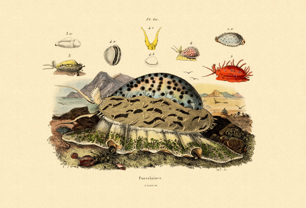 Cowrie Shells by French School: Buy fine art print