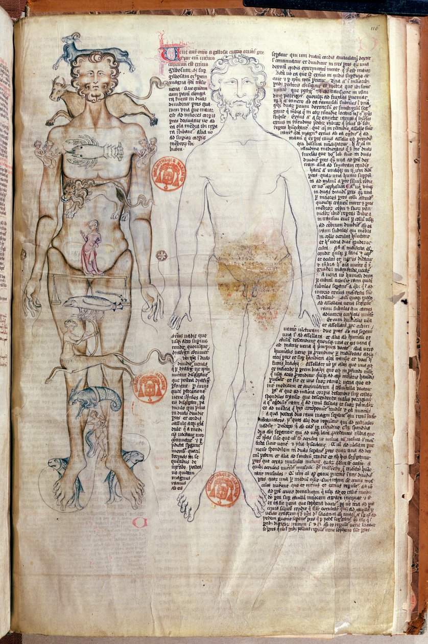 The Relationship between the Human Body and the Signs of the Zodiac, from a medical treatise by Abul Qasim Khalaf ibn al-Abbas al-Zahrawi (Abulcasis) translated by Gerard de Cremone by French School