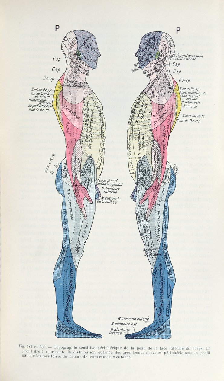 The Nervous System, from Semiologie des Affections du System Nerveux by J. Dejerine, 1914 by French School