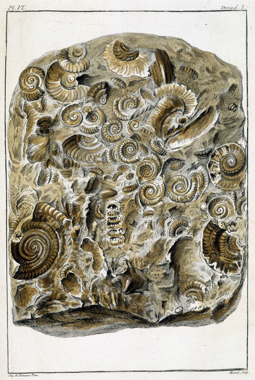 Fossils of shells, What is more interesting and curious among animals and minerals to serve as intelligence to the general history of the three realms of nature by Buchoz by French School