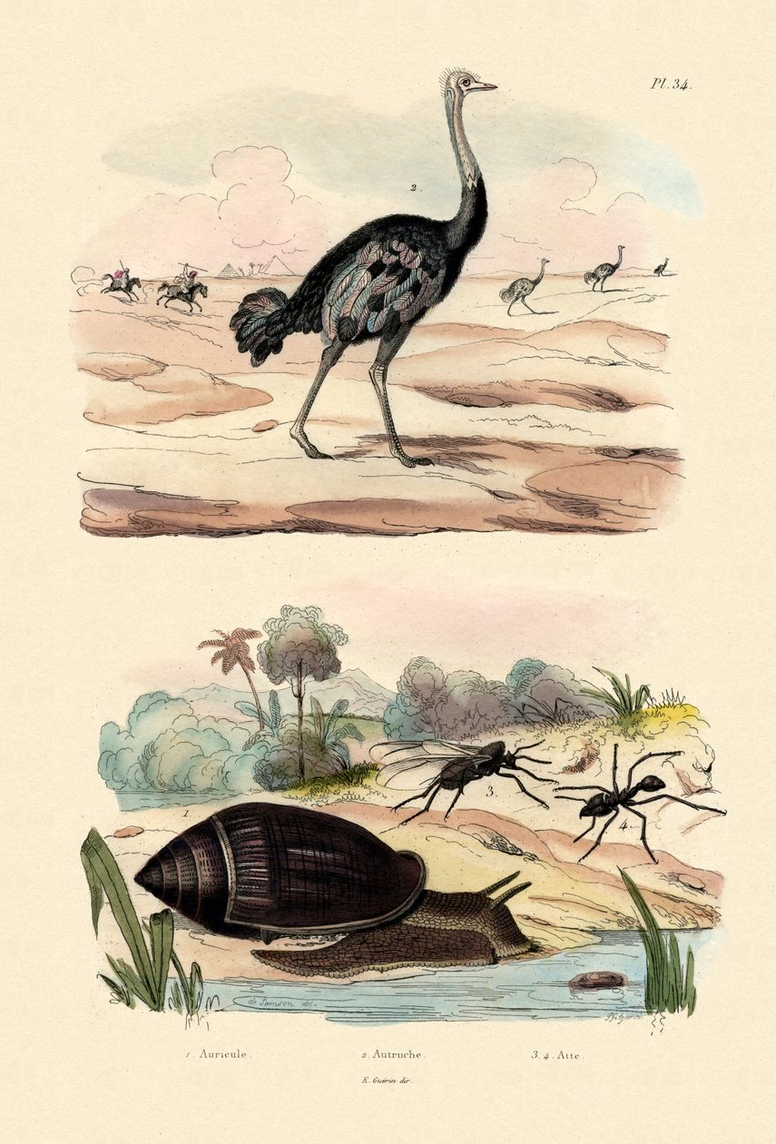 Herald Snail, 1833-39 by French School