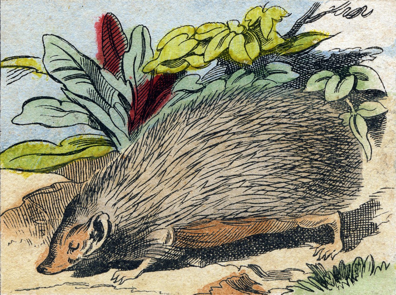 Hedgehog (Engraving in "Buffon Alphabet des Animaux") by French School