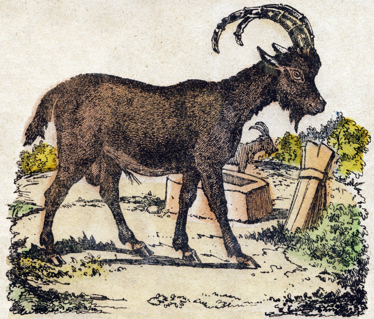 Ibex. Engraving in 