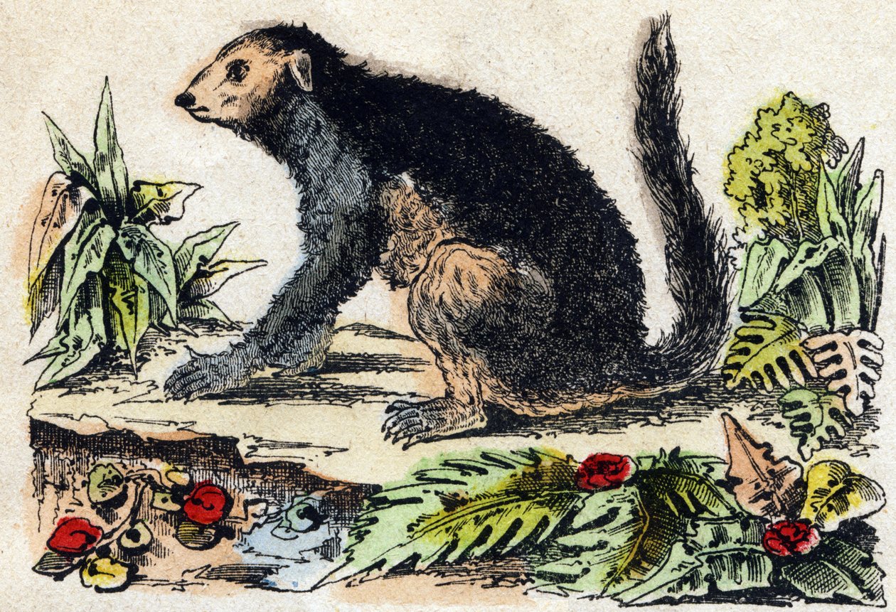 Indri (Lemurian) by French School
