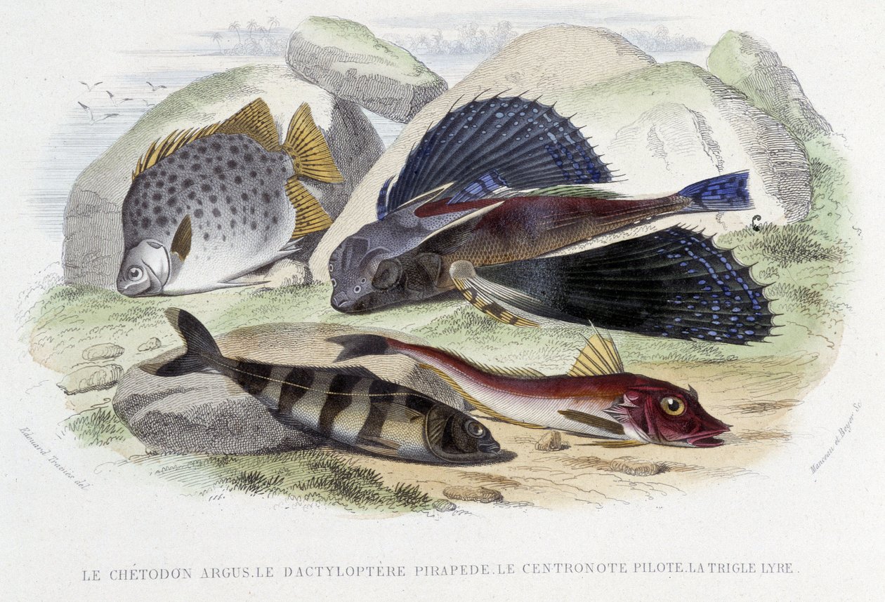 The Argus Butterflyfish, the Tyloptera Pirapède, the Pilotfish, the Lyre Gurnard - in “Natural History” by Lacépède, ed. Furne, Paris by French School