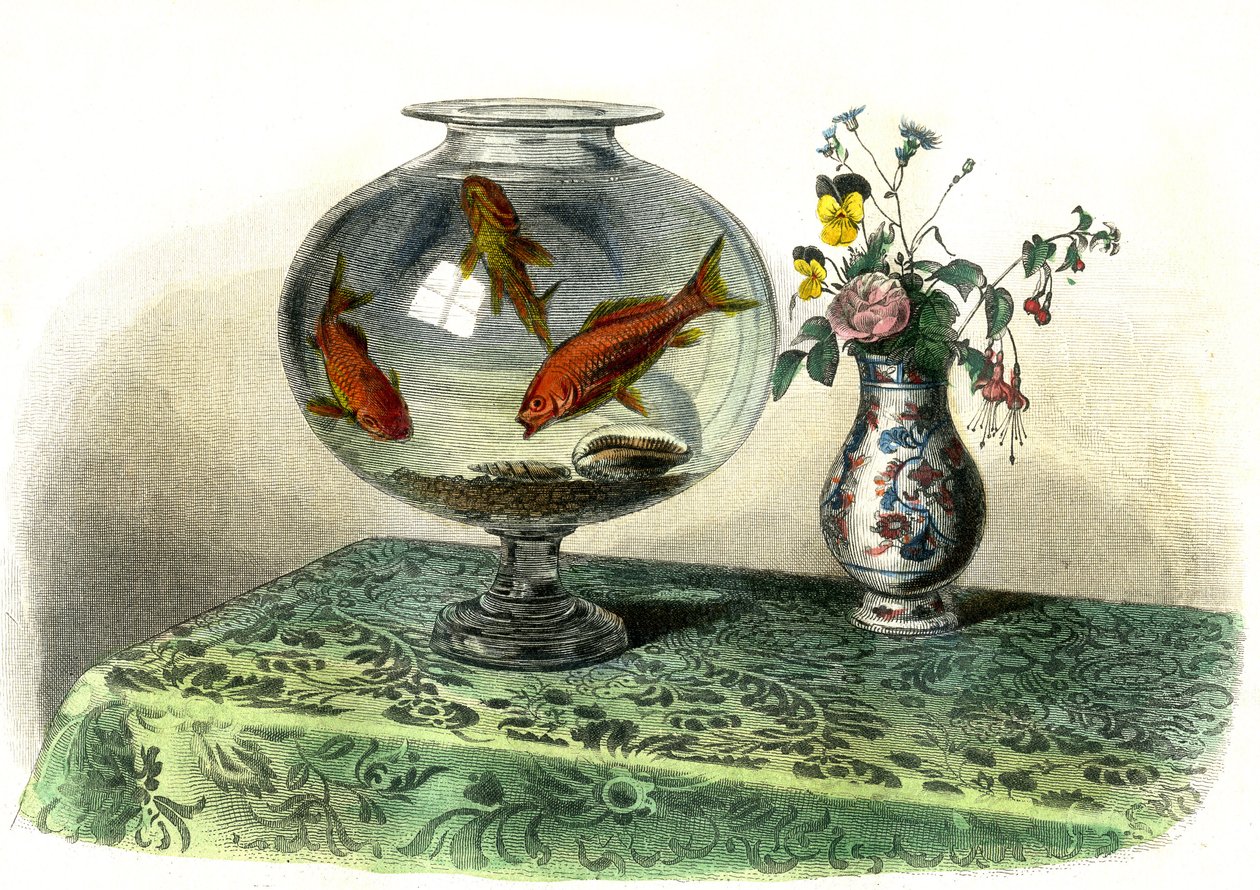 Le Cyprin Dore (Cyprinus Auratus) - Plate Extracted from Histoire Naturelle by Bernard Germain de Lacepede by French School