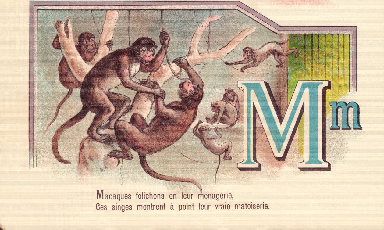 Macaques leaflets in their menagerie, These monkeys show their true ...