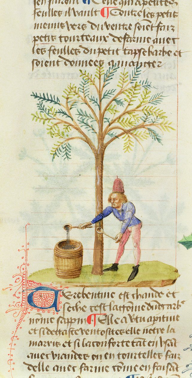 Collecting Turpentine, from Grand Herbier by Pedanius Dioscorides by French School