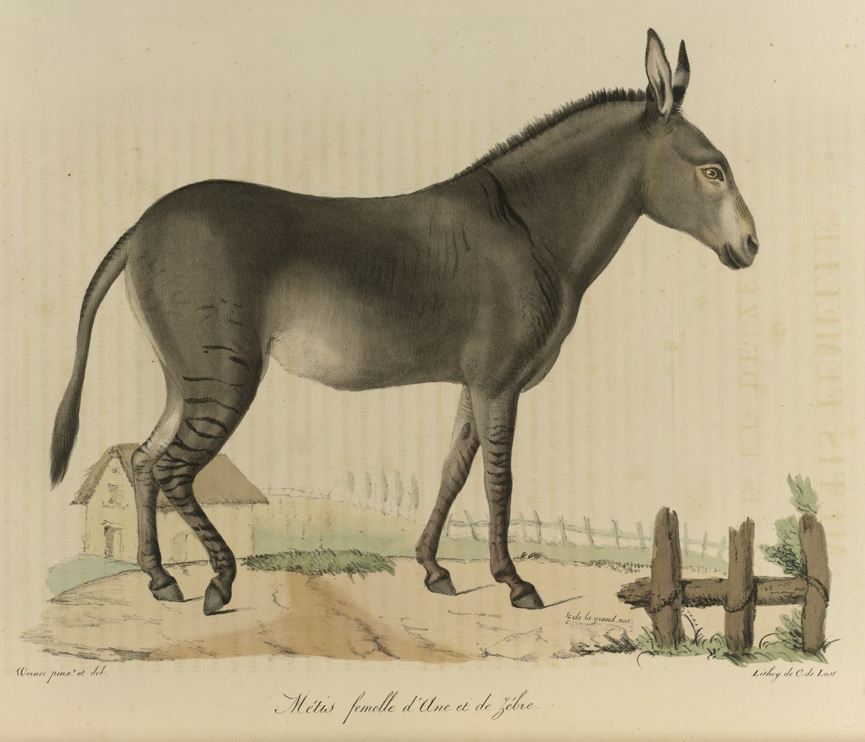 Hybrid (Donkey and Zebra), from Histoire Naturelle des Mammifères by French School