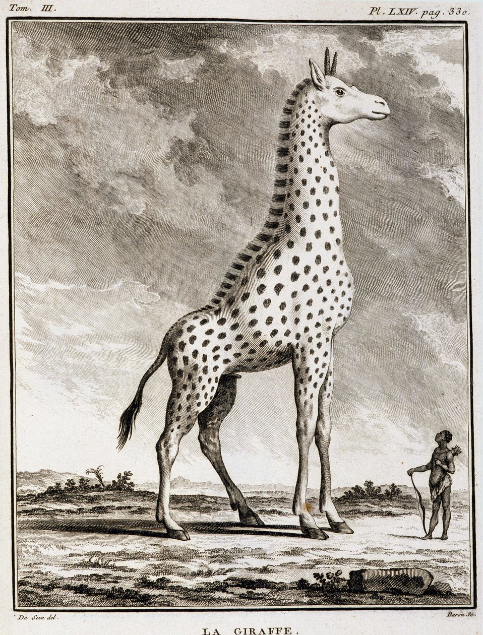 Natural History Plate: The Giraffe - in 