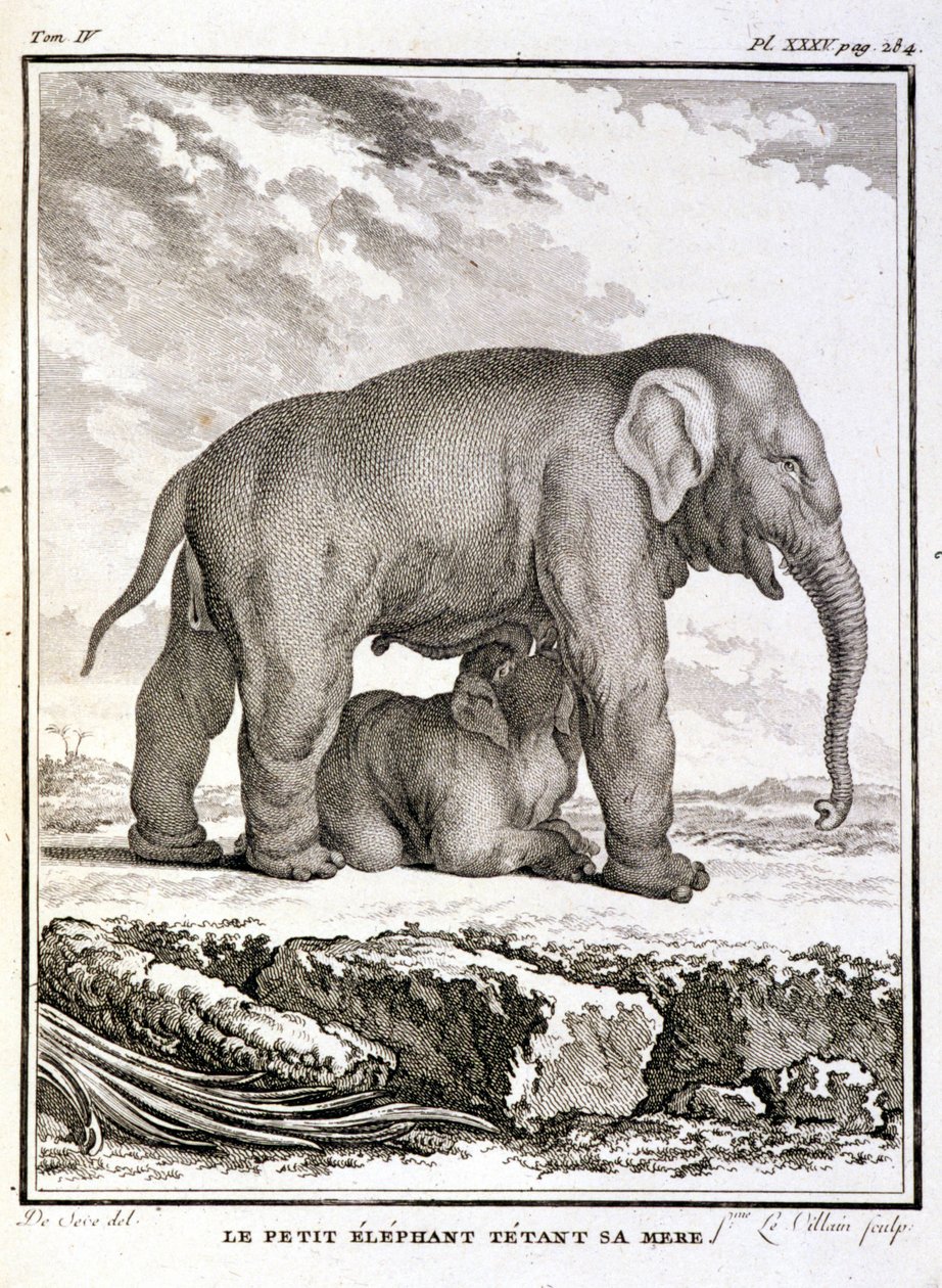 Natural History Plate: The Little Elephant Taunting Her Mother - in 