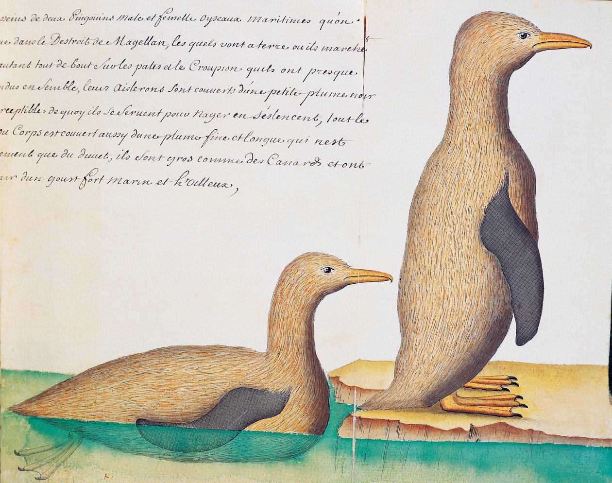 Penguins, Strait of Magellan by French School