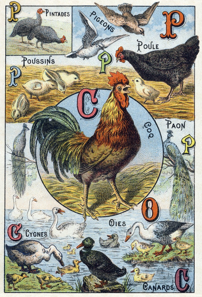 Plate 3: Guinea Fowls, Pigeons, Chicks, Hen, Rooster, Peacock, Swans, Geese, Ducks by French School