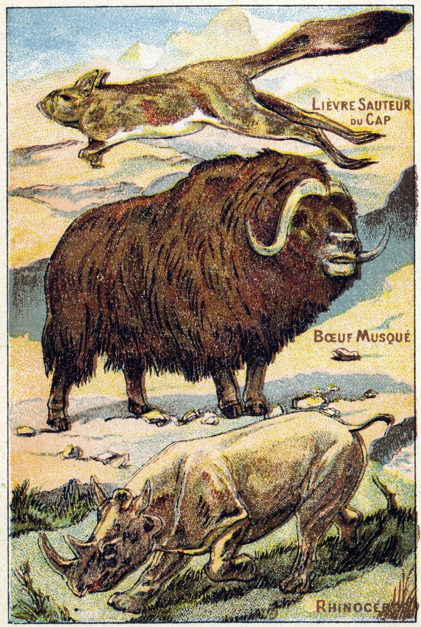 Plate 4: Cape Hare Jumping, Musk Ox, Rhinoceros (Engraving in "Syllabary alphabet all kinds of beets") by French School