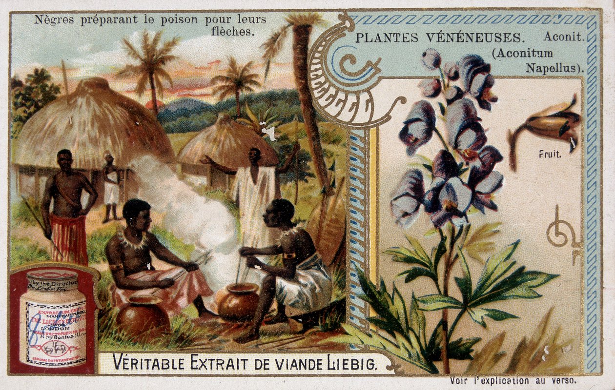 Poison plants: aconite and African preparing poison for their arrows ...