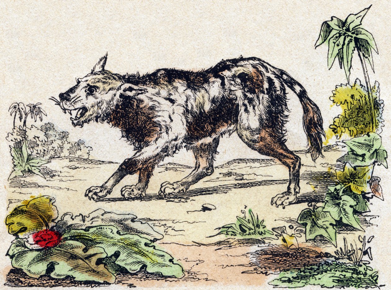 Quachy (species of lion dog from South America). Engraving in 